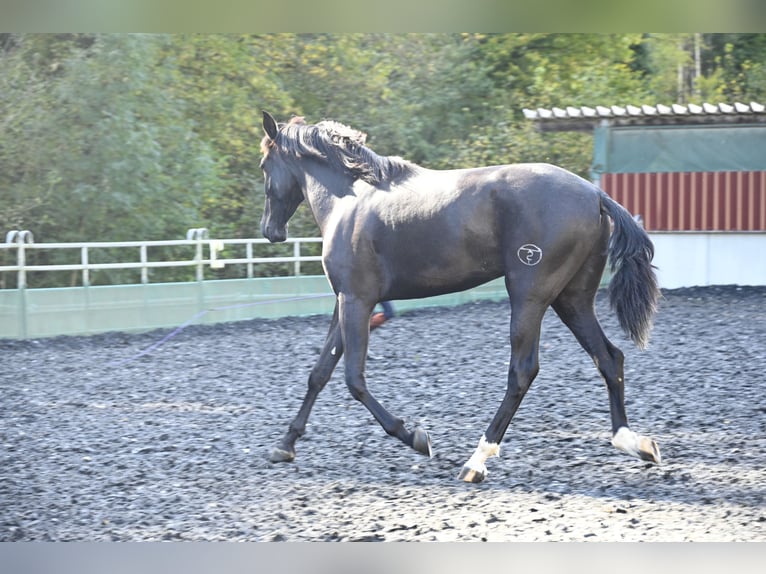 PRE Mix Gelding 4 years in Klettgau