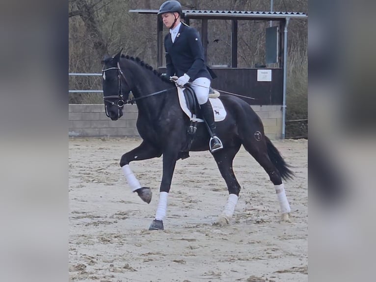 PRE Mix Gelding 4 years in Klettgau