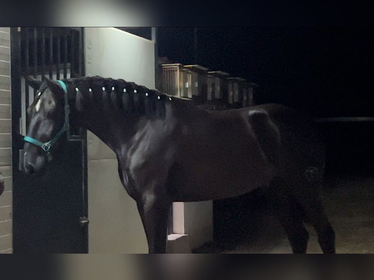 PRE Mix Gelding 4 years in Klettgau