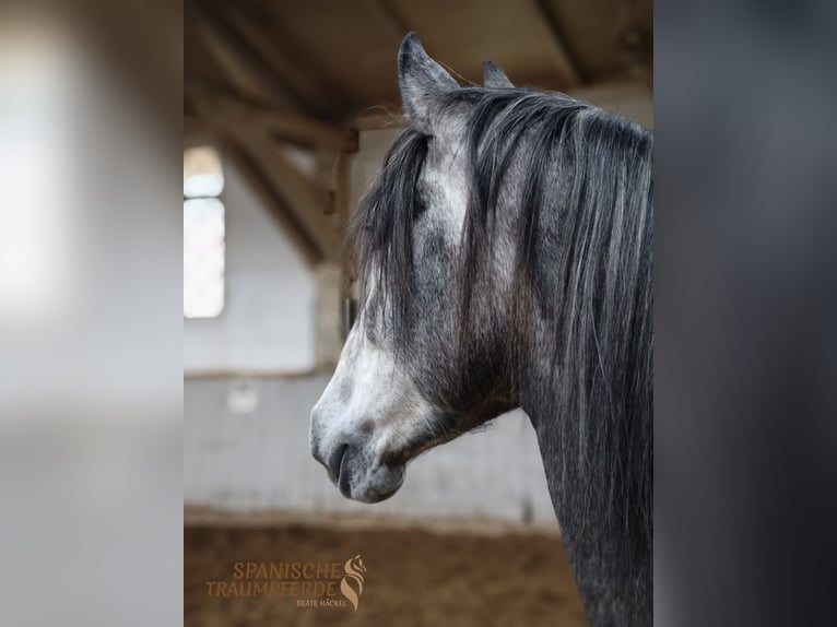 PRE Mix Gelding 4 years Gray-Dapple in Traventhal