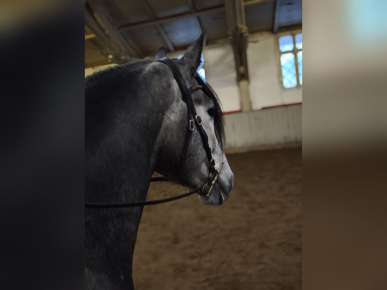 PRE Mix Gelding 4 years Gray-Dapple in Traventhal