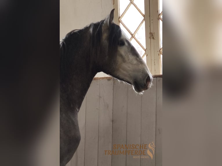 PRE Mix Gelding 4 years Gray-Dapple in Traventhal