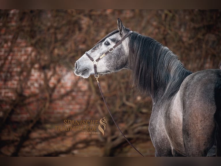 PRE Mix Gelding 4 years Gray-Dapple in Traventhal