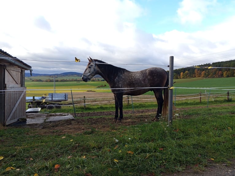 PRE Gelding 4 years Grey in Bělá