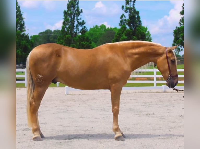 PRE Gelding 4 years Palomino in Madison, GA