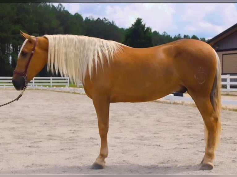 PRE Gelding 4 years Palomino in Madison, GA