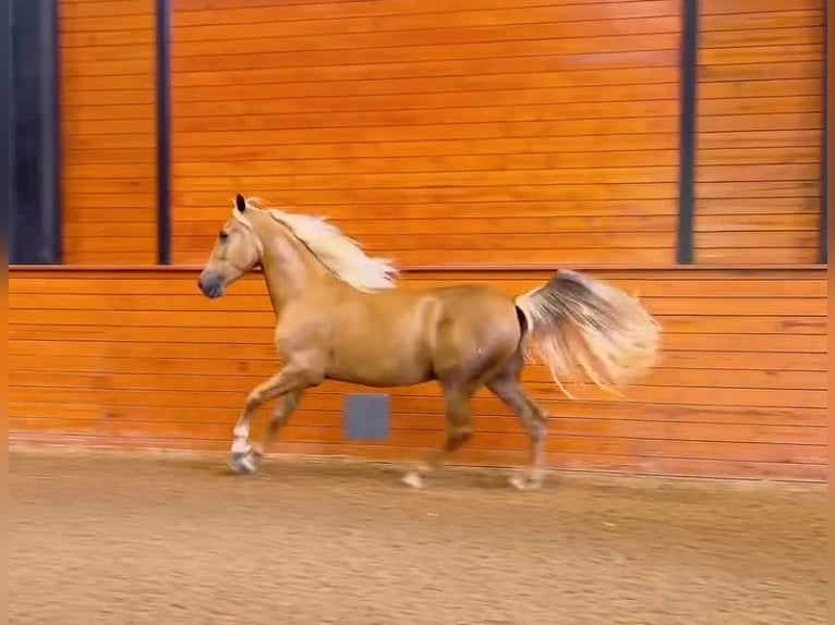 PRE Gelding 4 years Palomino in Madison, GA