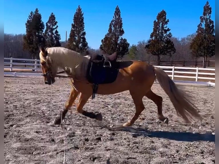 PRE Gelding 4 years Palomino in Madison, GA