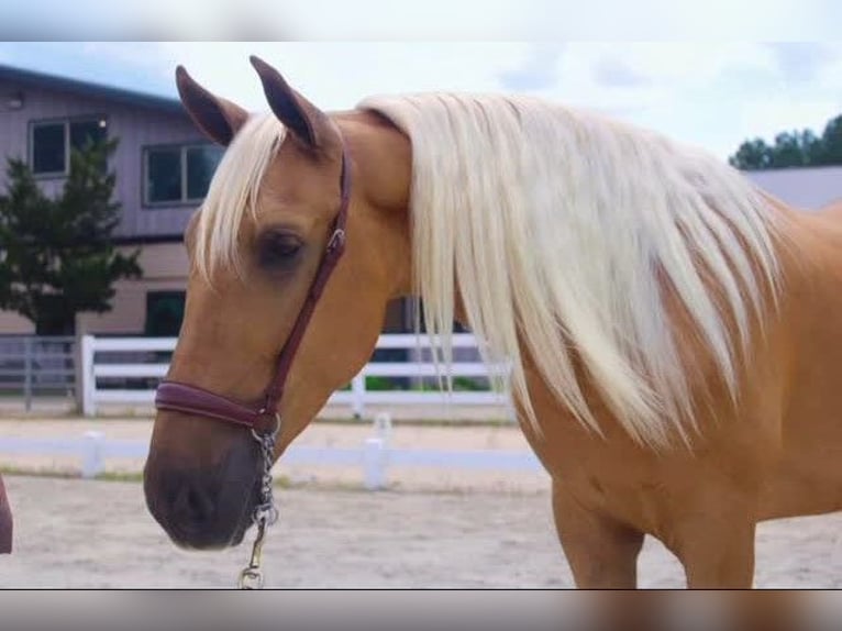 PRE Gelding 4 years Palomino in Madison, GA