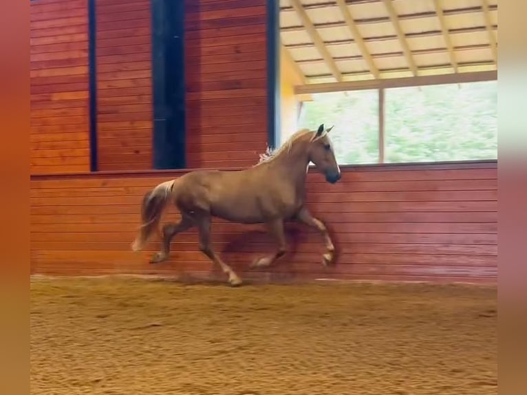 PRE Gelding 4 years Palomino in Madison, GA