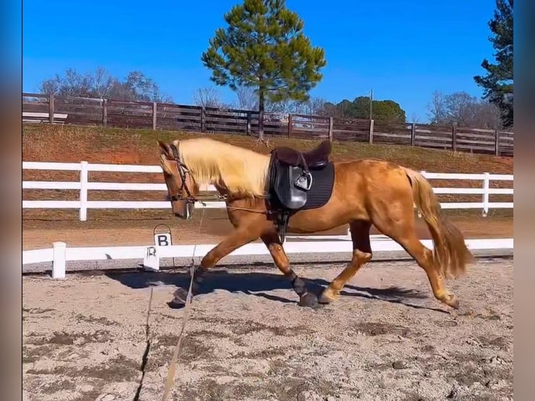 PRE Gelding 4 years Palomino in Madison, GA