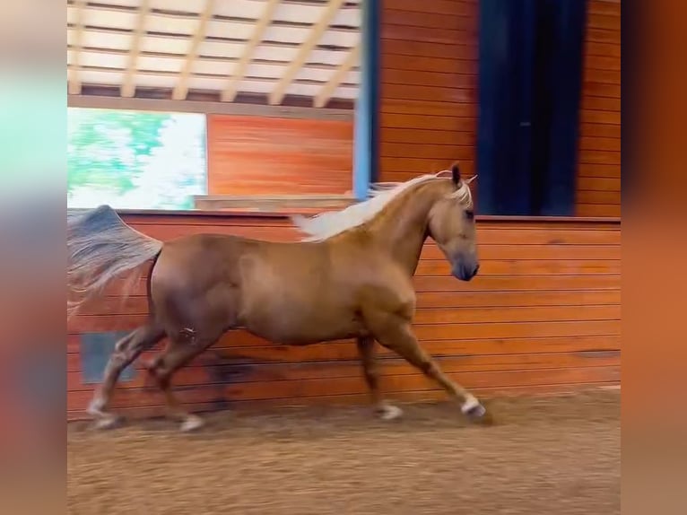 PRE Gelding 4 years Palomino in Madison, GA