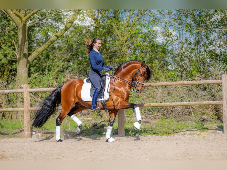 PRE Gelding 5 years 15.1 hh Brown in Hoogeloon