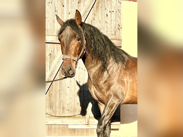 PRE Gelding 5 years 15,1 hh Brown in G&#xF6;rzke