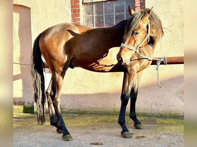 PRE Gelding 5 years 15,1 hh Brown in G&#xF6;rzke