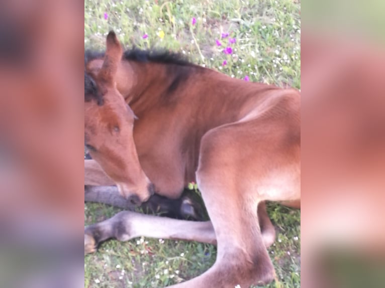 PRE Gelding 5 years 15,1 hh Brown in G&#xF6;rzke