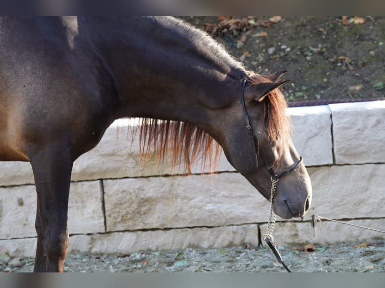 PRE Mix Gelding 5 years 15.1 hh Dun in Krumbach