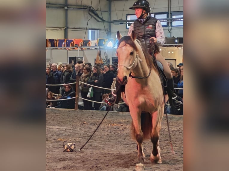 PRE Gelding 5 years 15.1 hh Dun in Caumont