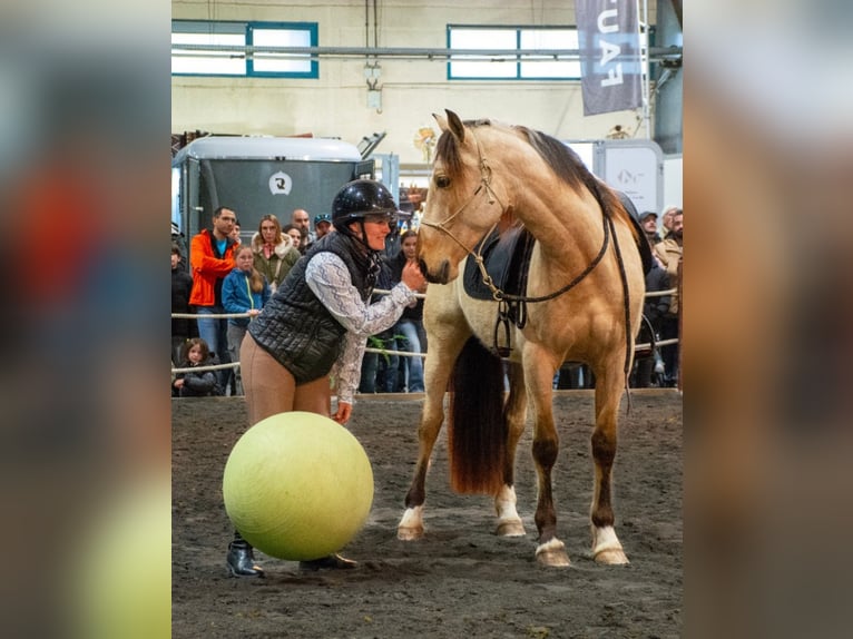 PRE Gelding 5 years 15.1 hh Dun in Caumont