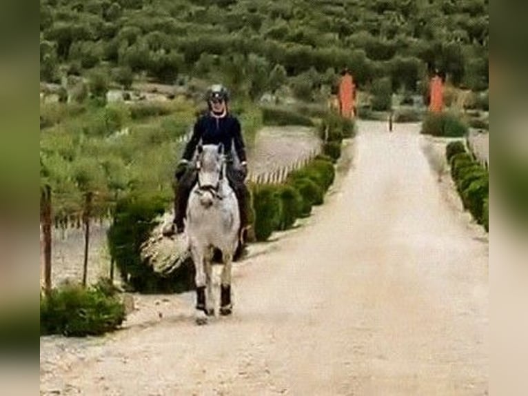 PRE Gelding 5 years 15.1 hh Grey-Dapple in Sevilla