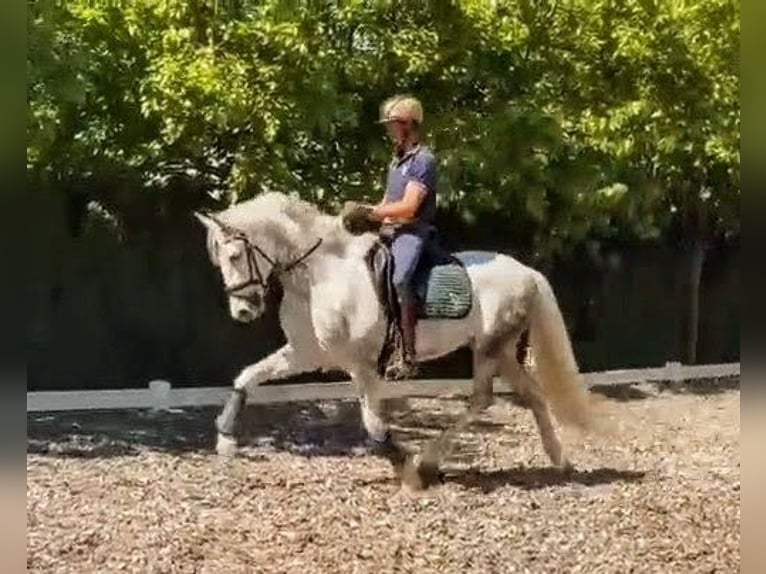PRE Gelding 5 years 15.1 hh Grey-Dapple in Sevilla