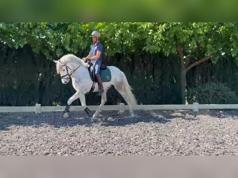PRE Gelding 5 years 15.1 hh Grey in Jerez