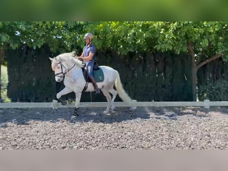 PRE Gelding 5 years 15.1 hh Grey in Jerez