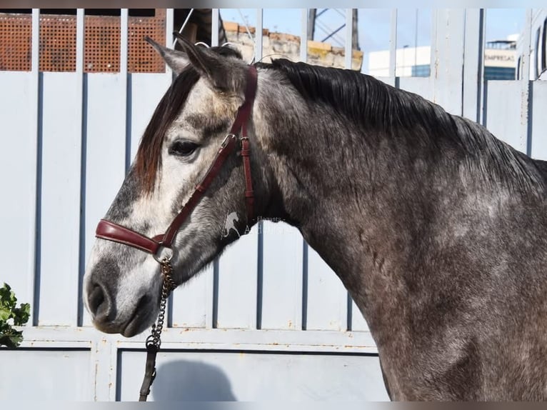 PRE Gelding 5 years 15.1 hh Grey in Provinz Granada