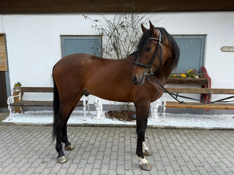 PRE Gelding 5 years 15.2 hh Bay-Dark in Lochen am See