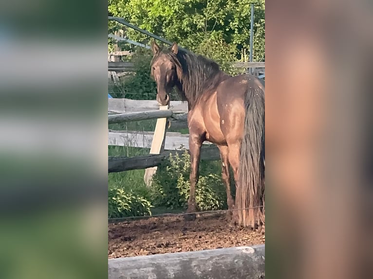 PRE Mix Gelding 5 years 15.2 hh Black in Zierenberg