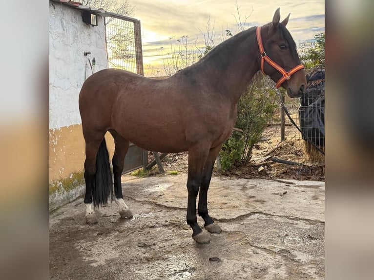PRE Gelding 5 years 15.2 hh Brown in Avila
