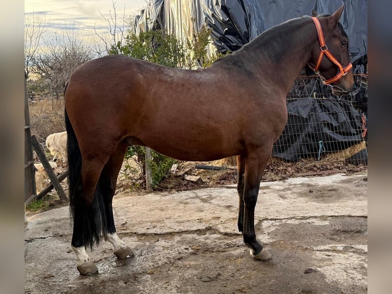 PRE Gelding 5 years 15.2 hh Brown in Avila