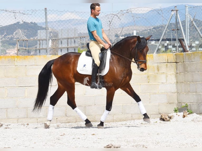 PRE Gelding 5 years 15.2 hh Brown in Provinz Granada