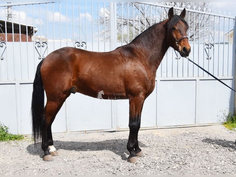PRE Gelding 5 years 15.2 hh Brown in Provinz Granada