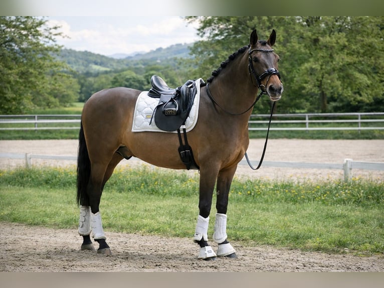 PRE Mix Gelding 5 years 15.2 hh Brown in Grebenhain