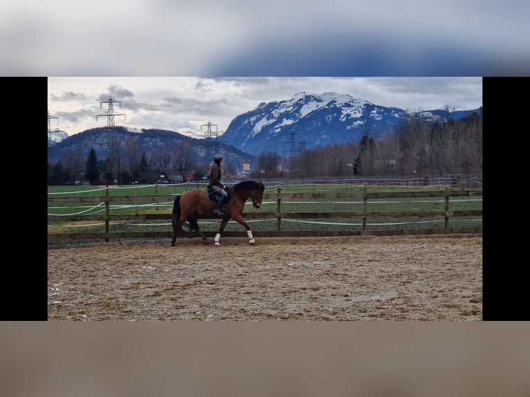 PRE Gelding 5 years 15,2 hh Brown in Hohenems