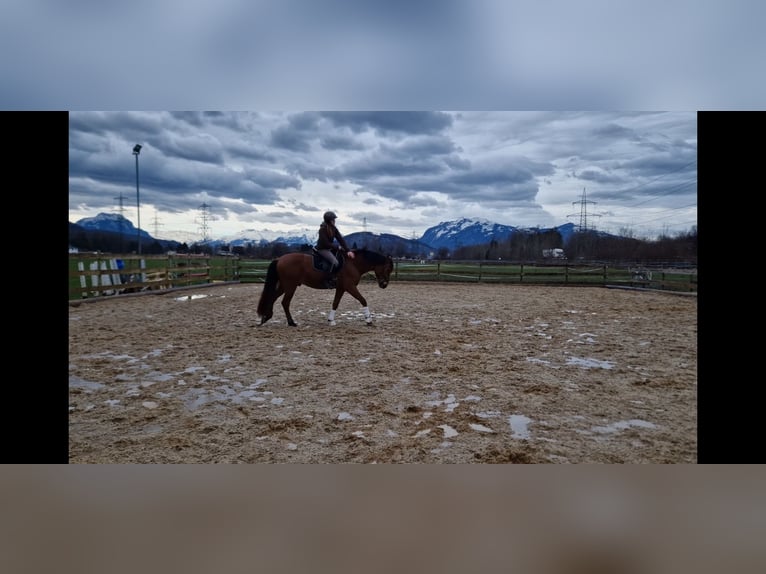 PRE Gelding 5 years 15,2 hh Brown in Hohenems