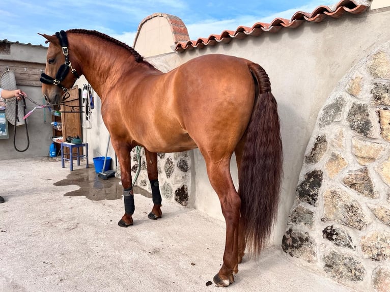 PRE Mix Gelding 5 years 15,2 hh Chestnut-Red in Madrid