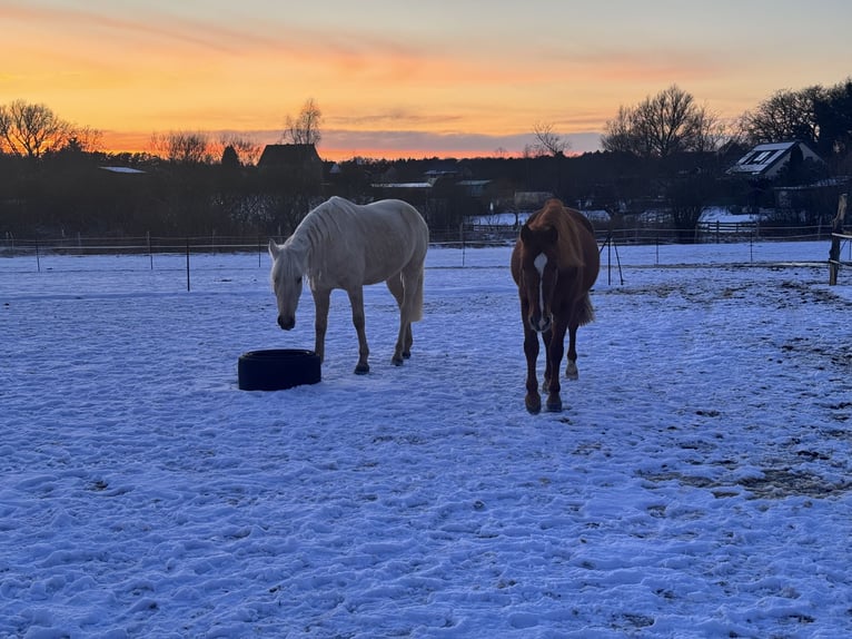 PRE Gelding 5 years 15.2 hh Chestnut-Red in Userin
