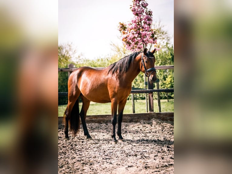 PRE Gelding 5 years 15,2 hh in Assendelft