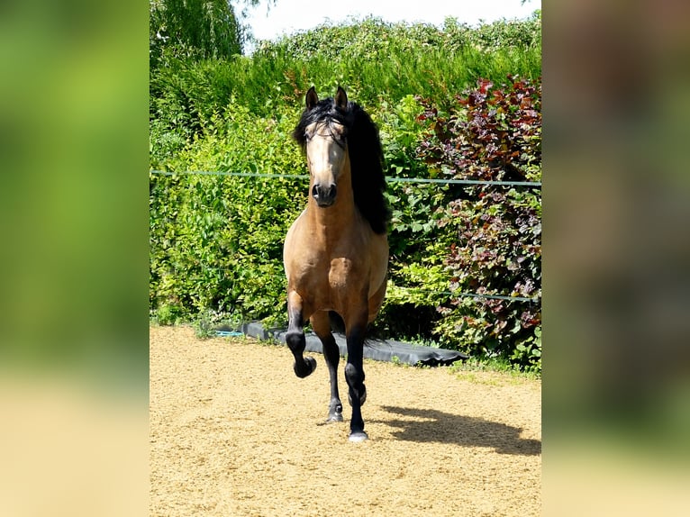 PRE Gelding 5 years 15.2 hh Dun in Ettenheim