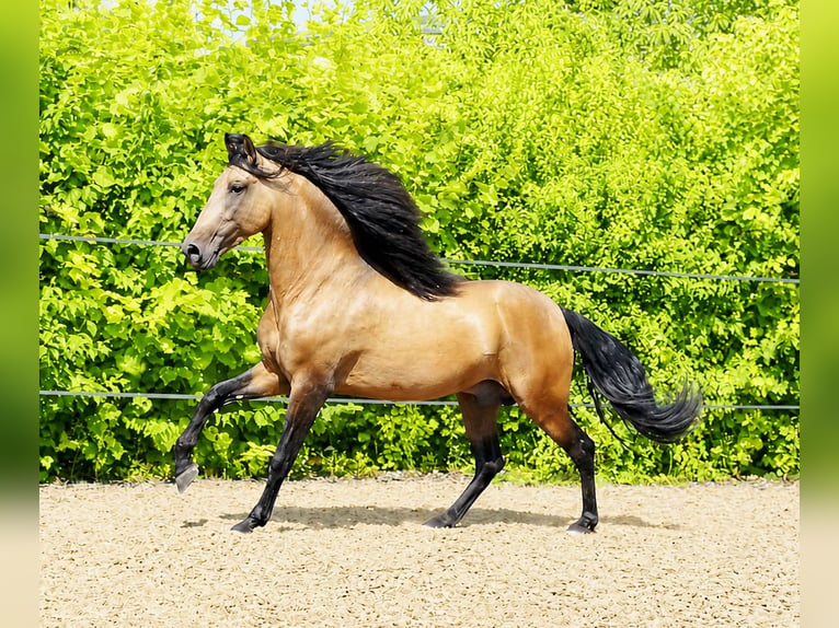 PRE Gelding 5 years 15.2 hh Dun in Ettenheim