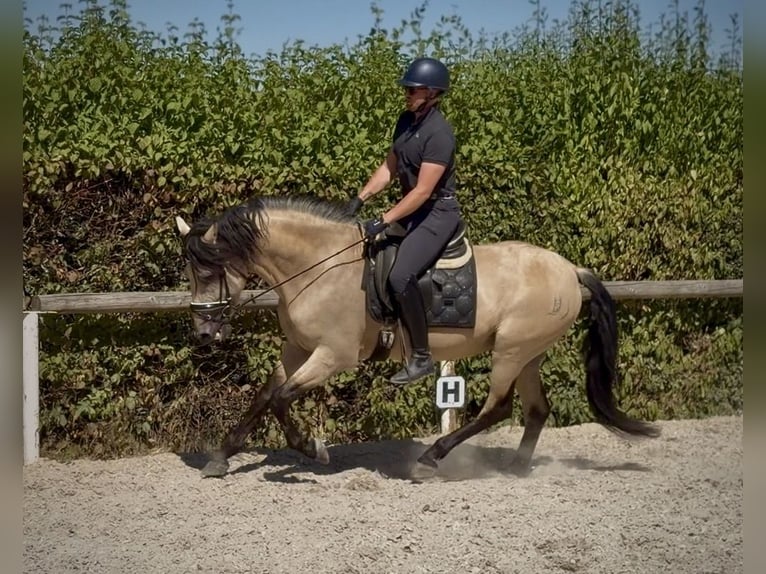 PRE Mix Gelding 5 years 15.2 hh Dun in Neustadt (Wied)