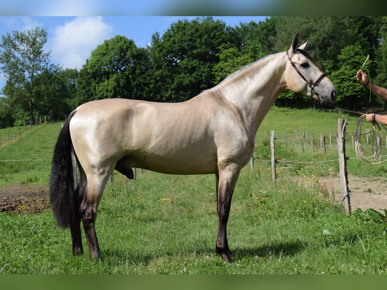 PRE Gelding 5 years 15,2 hh Dun in CAUMONT