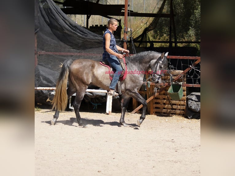 PRE Gelding 5 years 15,2 hh Gray in Pruna