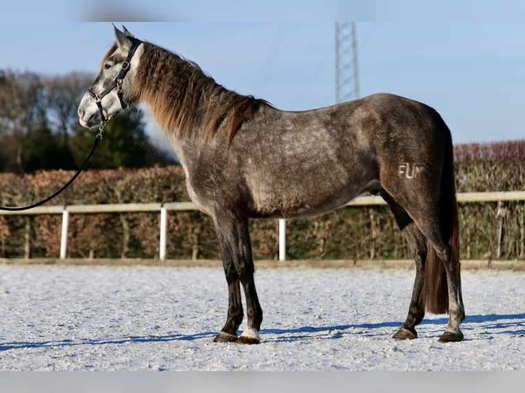 BEAUTIFUL DAPPLE GREY FOR KIDS**CANDY, 2013, gelding, holsteiner, Clarimo x  Calato 