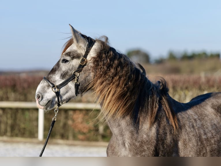 BEAUTIFUL DAPPLE GREY FOR KIDS**CANDY, 2013, gelding, holsteiner, Clarimo x  Calato 