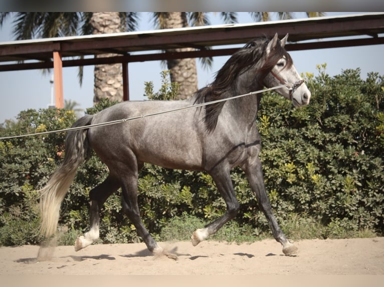 PRE Gelding 5 years 15,2 hh Gray in Valencia