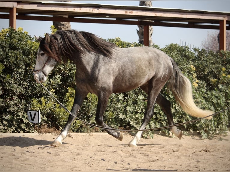 PRE Gelding 5 years 15,2 hh Gray in Valencia