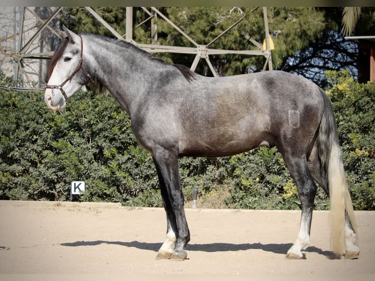 PRE Gelding 5 years 15,2 hh Gray in Valencia